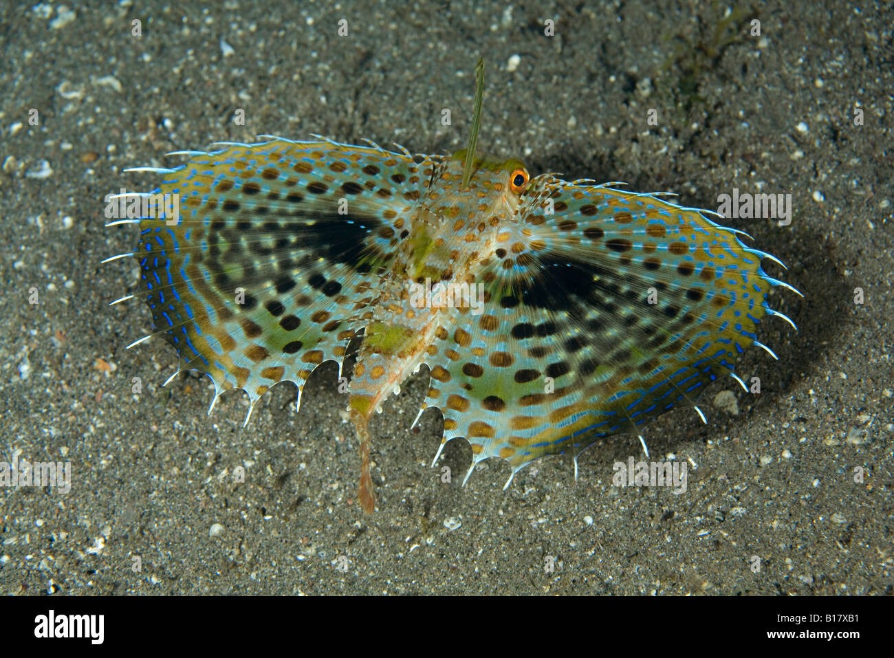 fliegen Gurnard Dactyloptena Orientalis Dumaguete Apo Insel Negros Philippinen Stockfoto