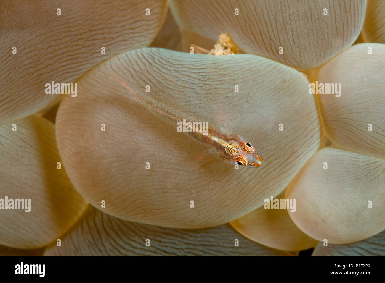 Grundel auf Blase Korallen Plerogyra Sinuosa Dumaguete Apo Insel Negros Philippinen Stockfoto