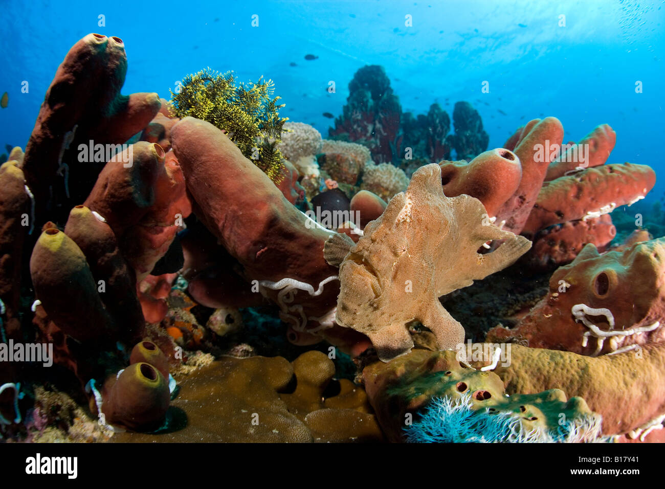 Theonella swinhoei Fotos und Bildmaterial in hoher Auflösung Alamy