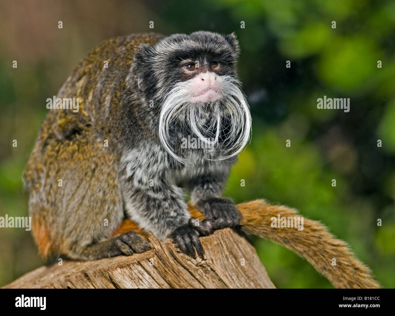 Kaiser Tamarin (Saguinus Imperator Subgrisescens) Stockfoto