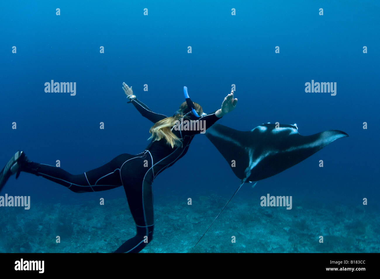 Freediver und Manta Ray-Manta Birostris Raja Ampat West Papua Indonesien Stockfoto