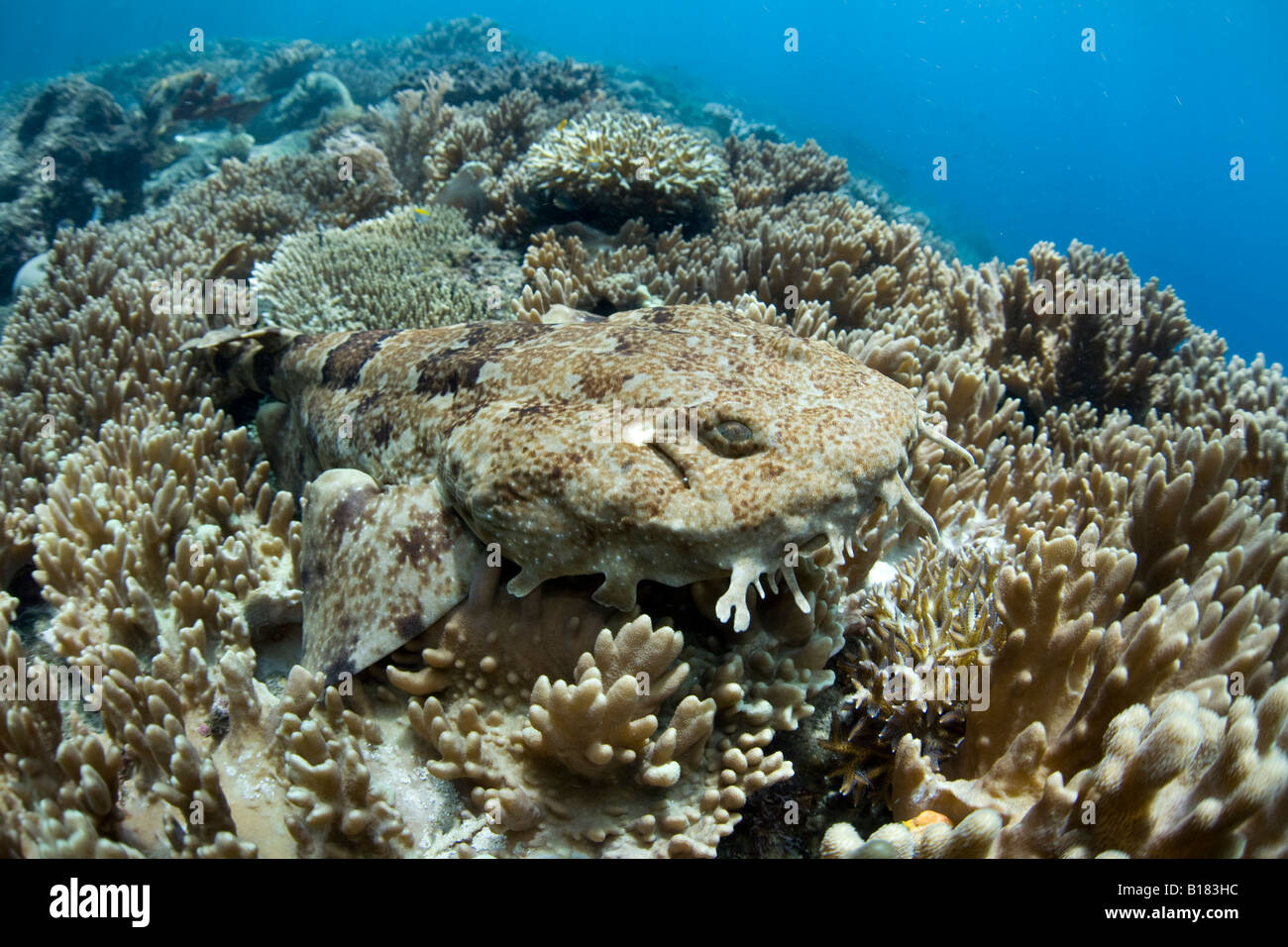 Japanisches Wobbegong Orectolobus Japonicus Raja Ampat West Papua Indonesien Stockfoto