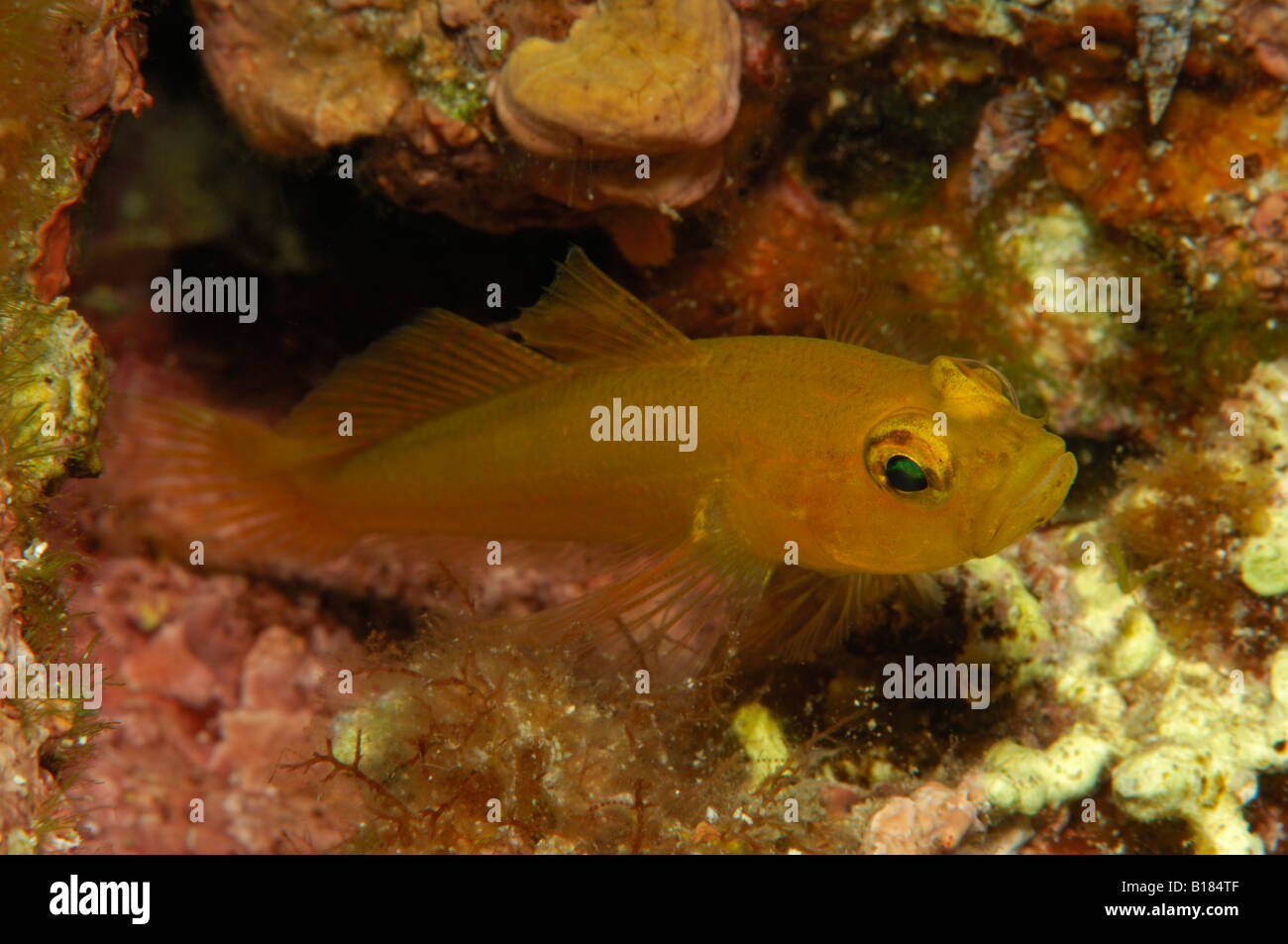 Gelbe Spitze Grundel Gobius Xanthocephalus Triscavac Bay Susac Insel Adria Kroatien Stockfoto