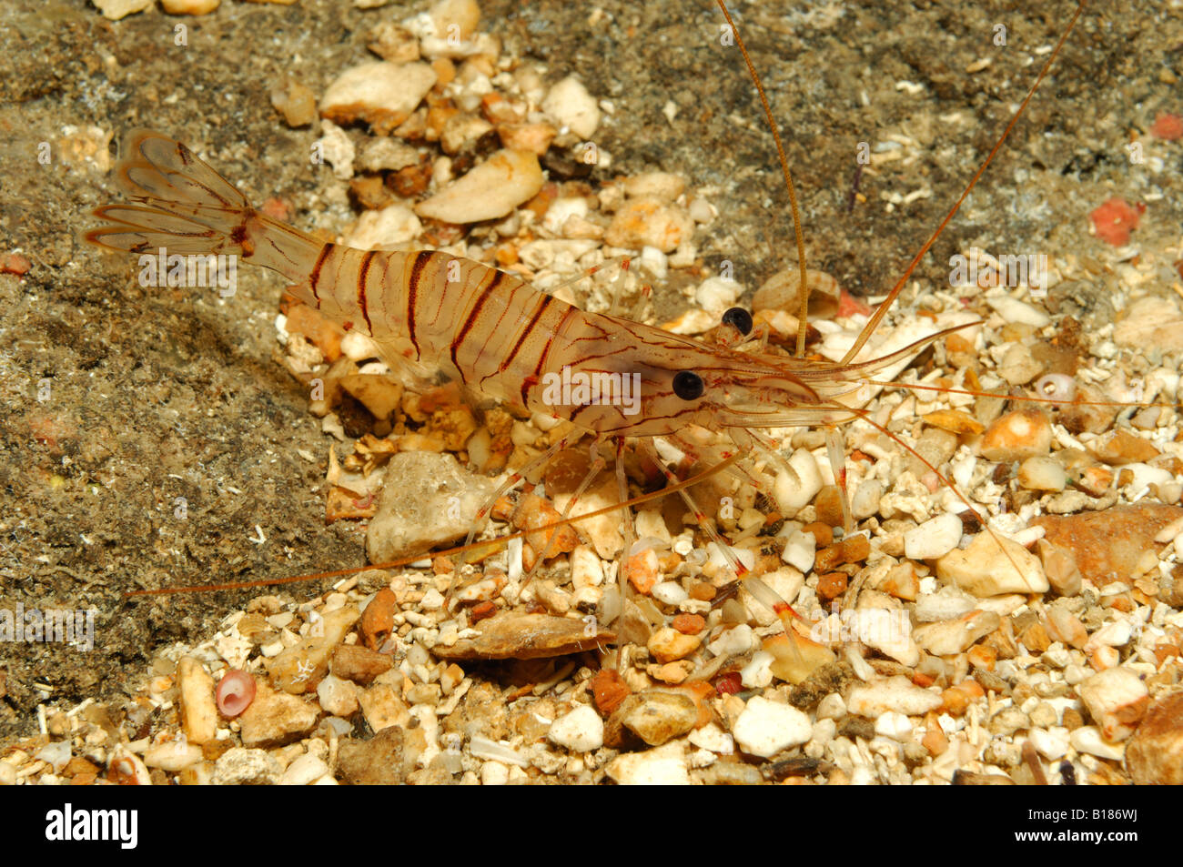 Gemeinsamen Garnelen Palaemon Serratus Triscavac Bay Susac Insel Adria Kroatien Stockfoto