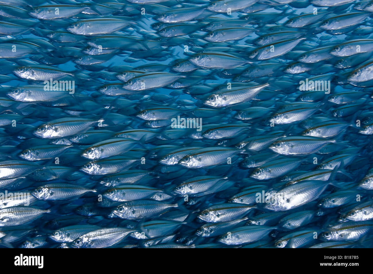 Köderfischen Stachelmakrelen Selaroides Ambon Maluku Inseln Bandasee Indonesien Stockfoto