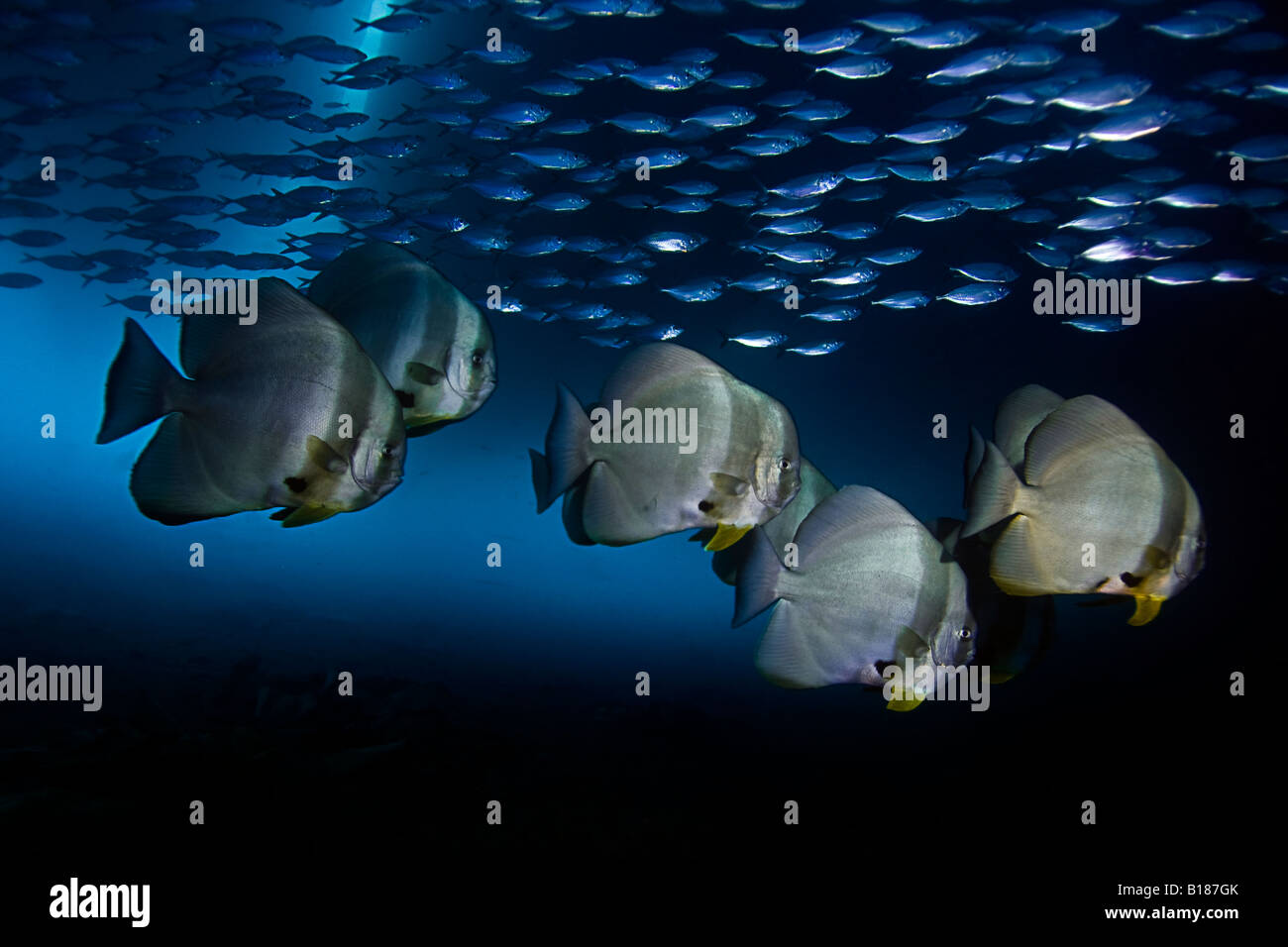 Longfin Batfishes Platax Teira Ambon Maluku Inseln Banda Sea Indonesien Stockfoto