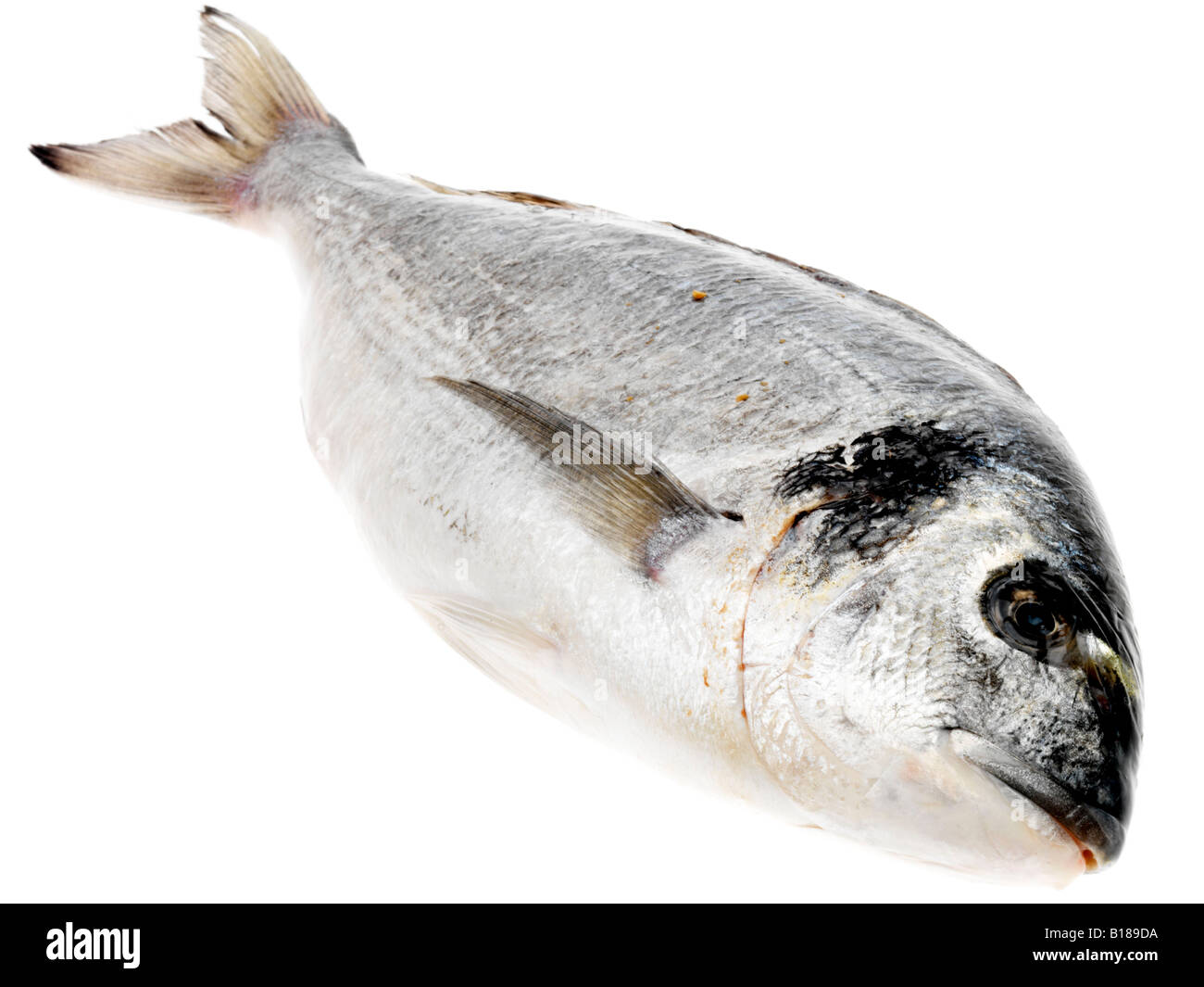 Frische Ganze Griechische Brassen Fisch, Ohne Menschen, Isoliert Auf Weiß Stockfoto