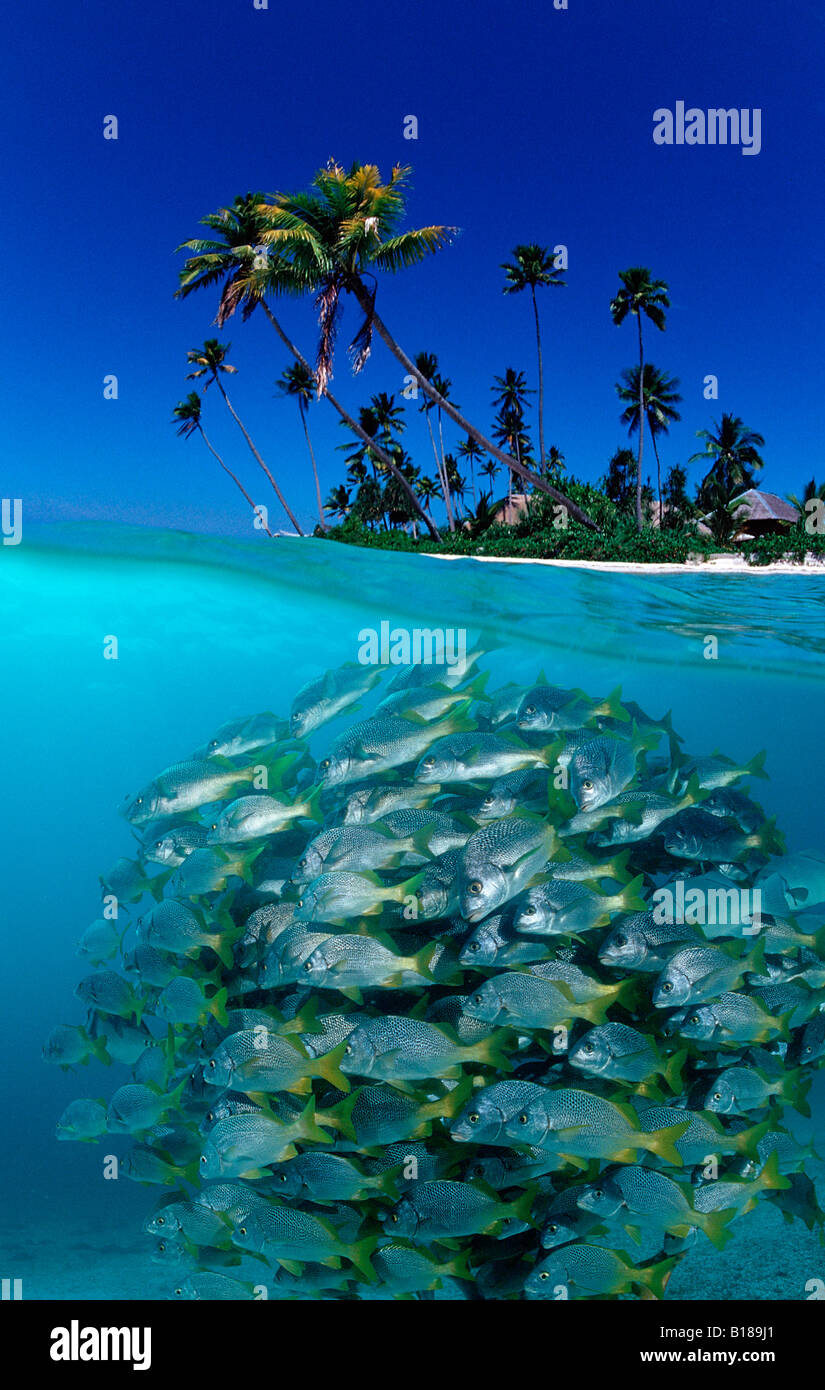 Schulzeit Stachelmakrelen und Insel Anisotremus Interruptus digitale Komposition Stockfoto