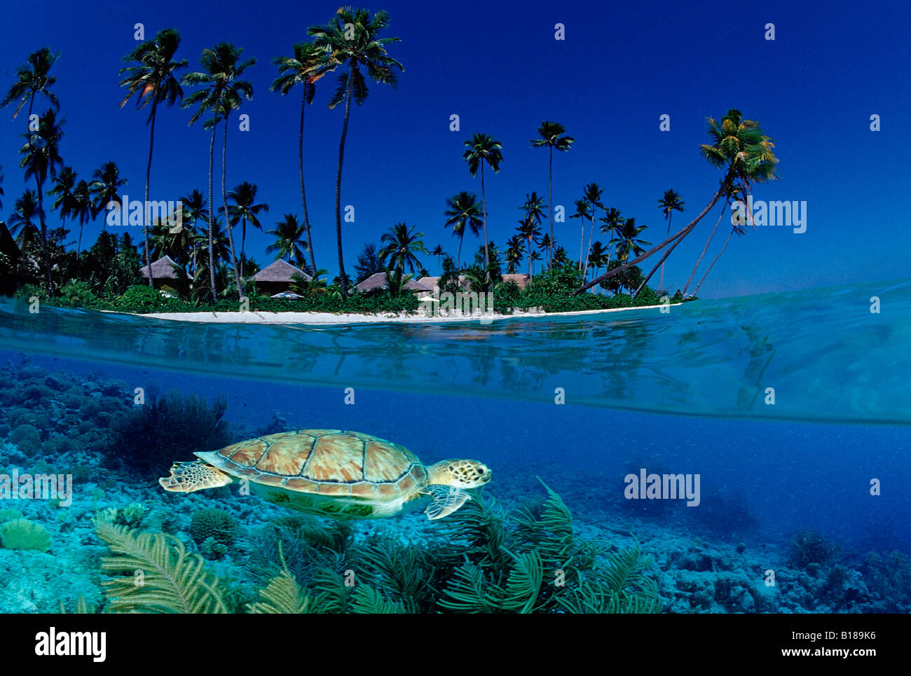 Schildkröte und Insel Chelonia Mydas digitale Komposition Stockfoto