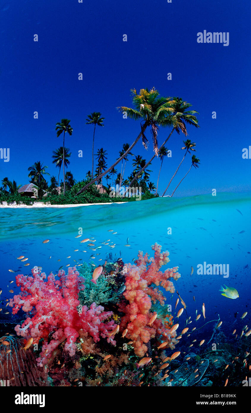 Weichkorallen und Insel digitale Komposition Stockfoto