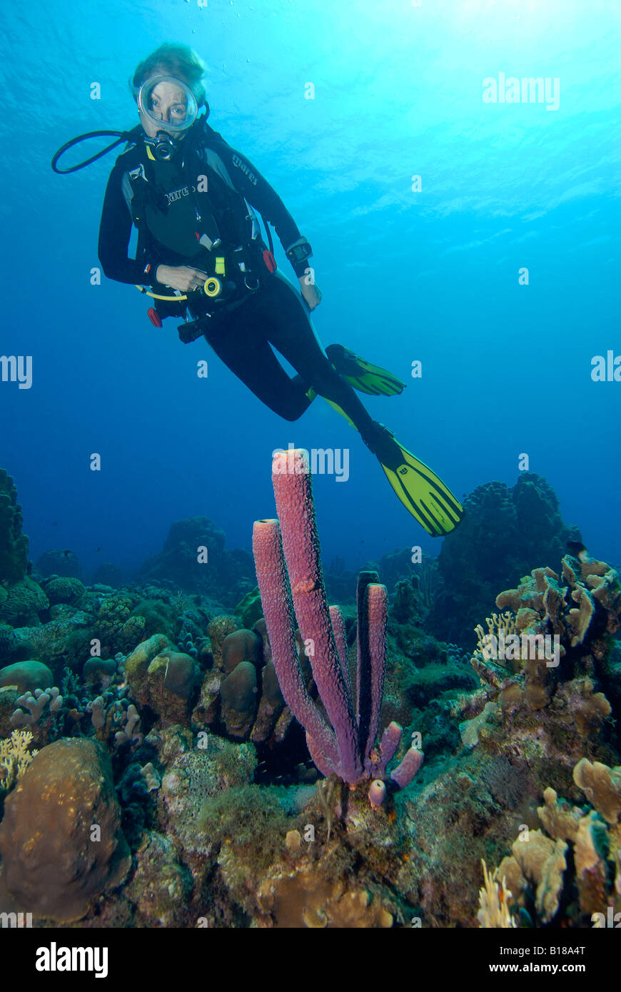 Taucher und Schwamm Karibik Antillen Aruba Stockfoto