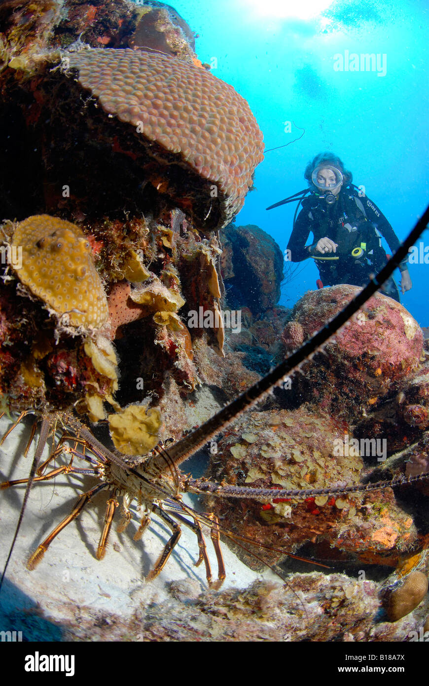 Taucher und Hummer Karibik Antillen Curacao Stockfoto