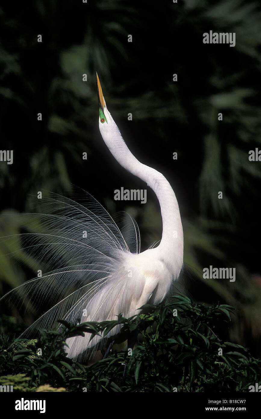 Großer Egret Balz in Zucht Gefieder Casmerodius Albus anzeigen Stockfoto