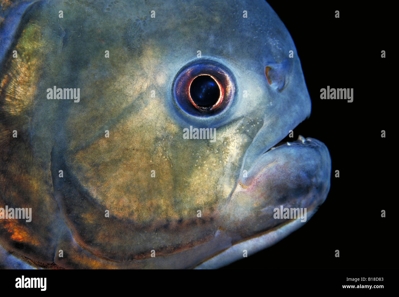 Rotbauch Piranha Serrasalmus Nattereri Florida USA Stockfoto
