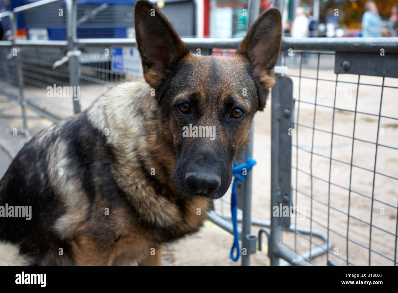 Elsässer Deutscher Schäferhund gebunden an Zaun warten Besitzer Hennef Nordirland Stockfoto