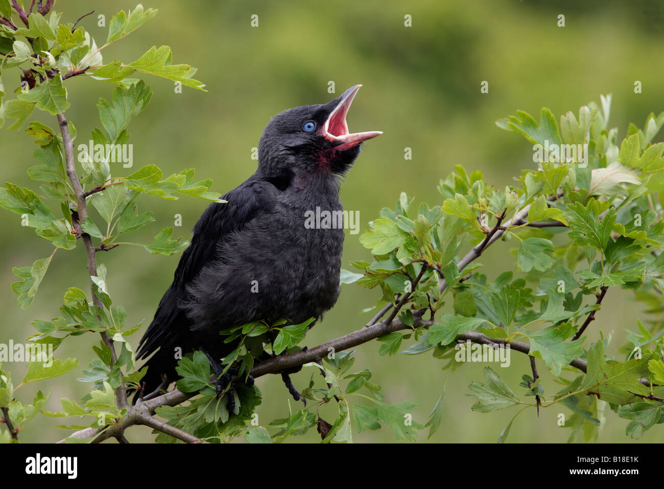 Junge Dohlen Corvus Monedula auf Weißdorn betteln Potton Bedfordshire Stockfoto