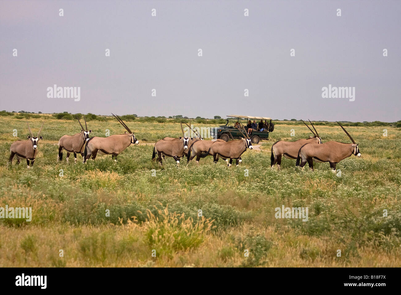 Touristen sehen Gemsbok Herde Stockfoto