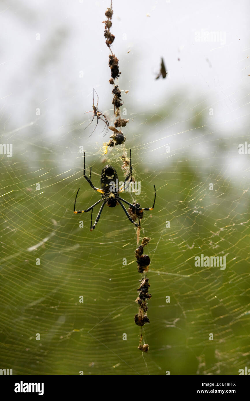 Banded vierbeinigen golden Orb Web Spinne Nephila senegalensis  Stockfotografie - Alamy