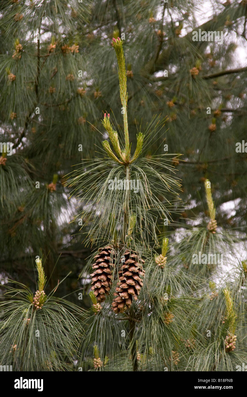 Alte Zapfen und Blätter der Bhutan-Kiefer Stockfoto