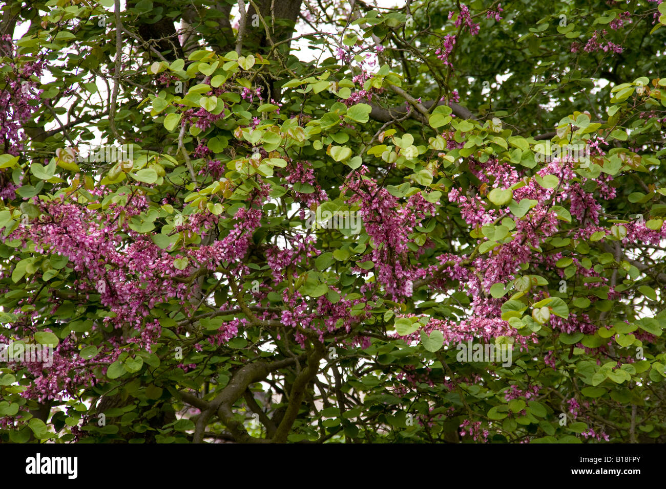 Judasbaum Blatt und Blume Stockfoto