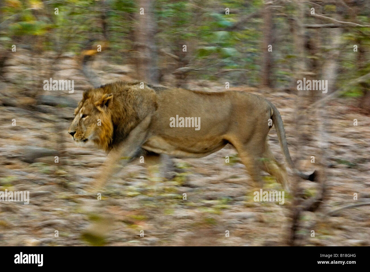 asiatischen Löwen patrouillieren in seinem Hoheitsgebiet im Gir National Park, Gujarat, Indien Stockfoto