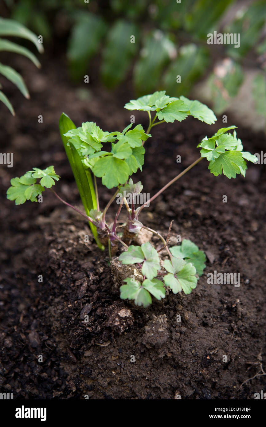 Triebe von einer Aquilegia, auch bekannt als Omas Motorhaube Stockfoto