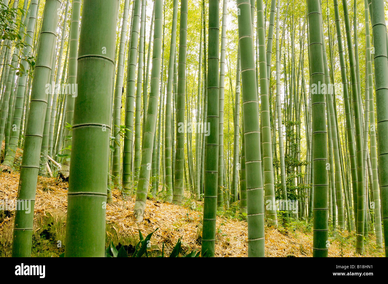 Bambuswald Kyoto Japan Stockfoto