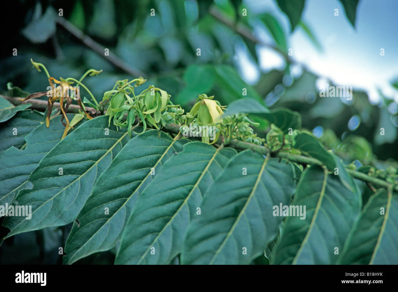 Ylang Ylang Blume auf einem Baum Zweig, Guerlain Plantage Grande Terre, Mayotte Insel Comoro Archipel Stockfoto