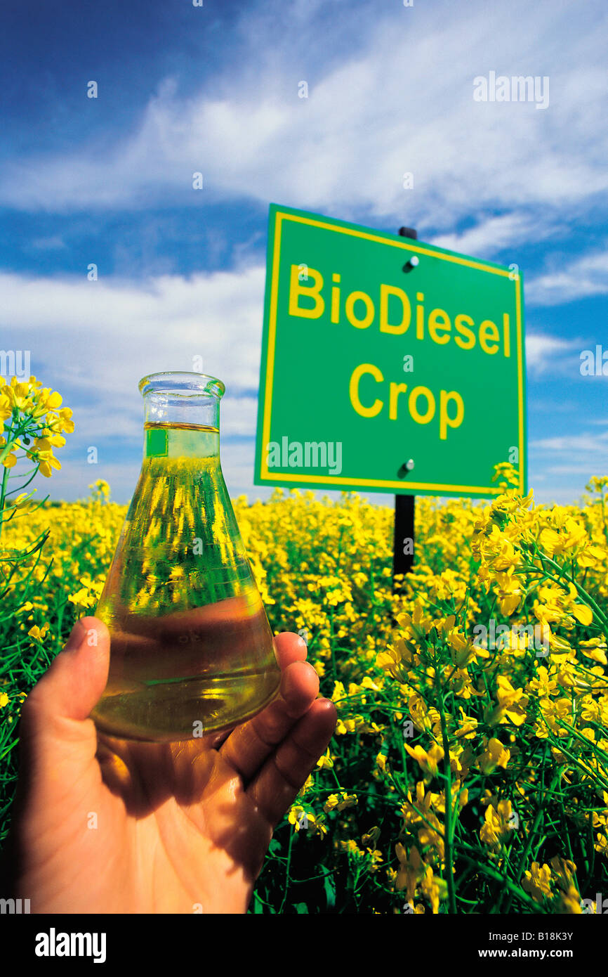 Hand hält fertig Biodiesel, in der Nähe von Niverville, Manitoba, Kanada Stockfoto