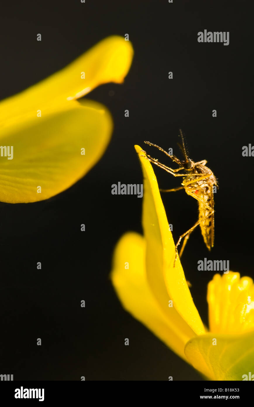 Marsh Marigold (Caltha Palustris) und Stechmücken (Aedes SP.), Beaver Valley, Ontario, Kanada Stockfoto