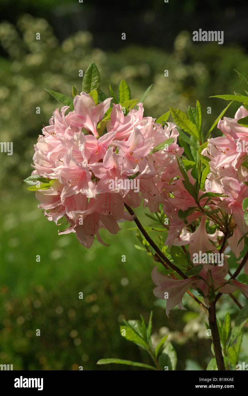 Rhododendron SOIR DE PARIS Stockfoto