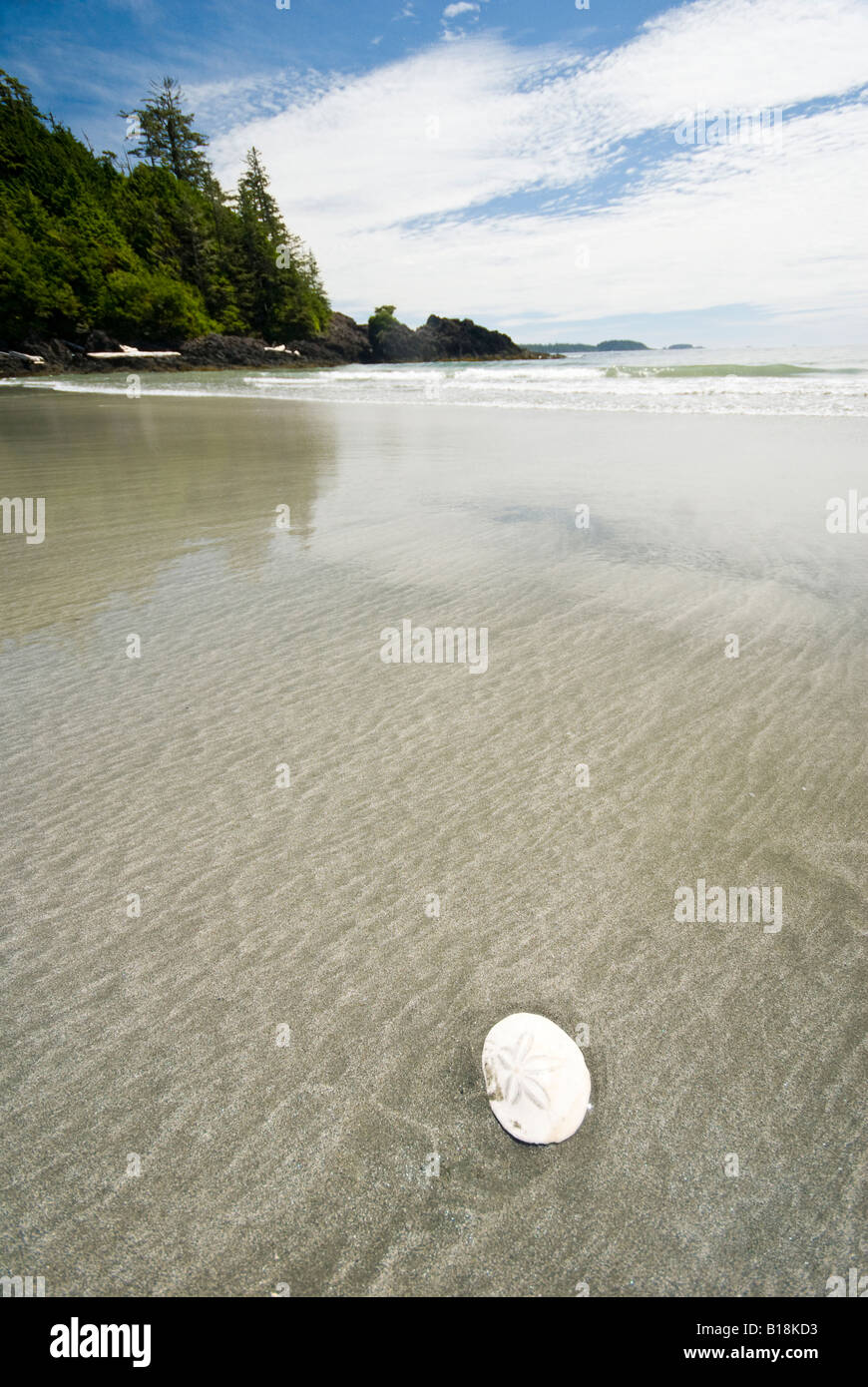 Ein Sanddollar am Strand von Vargas Insel im Clayoquot Sound in der Nähe von Tofino, Britisch-Kolumbien, Kanada. Stockfoto