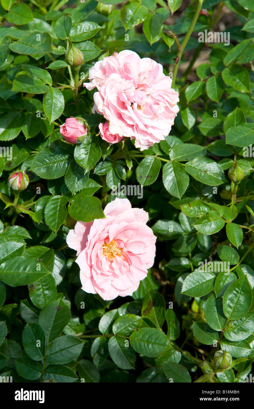 Rosa Pretty Polly "Meitonje" Stockfoto
