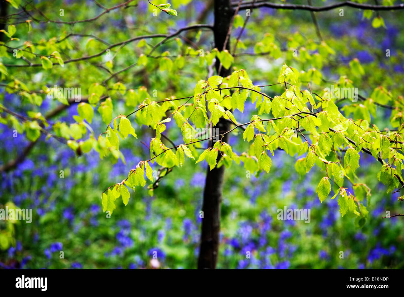 Neue Buche verlässt in einem Bluebell Holz in Dorset Stockfoto