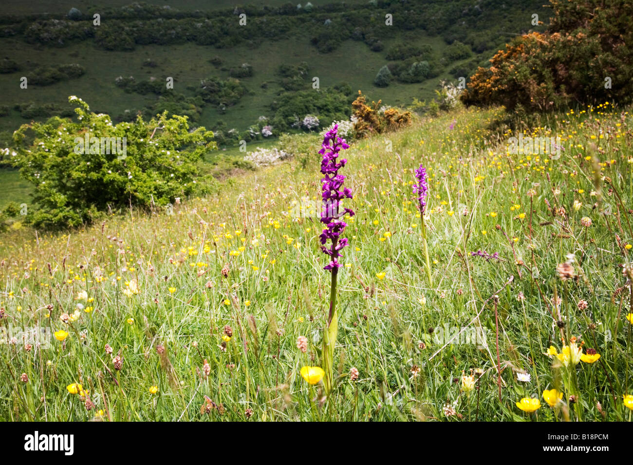 Frühe lila Orchidee Orchis Mascula in der Kreide-Grasland der Dorset Downs Stockfoto