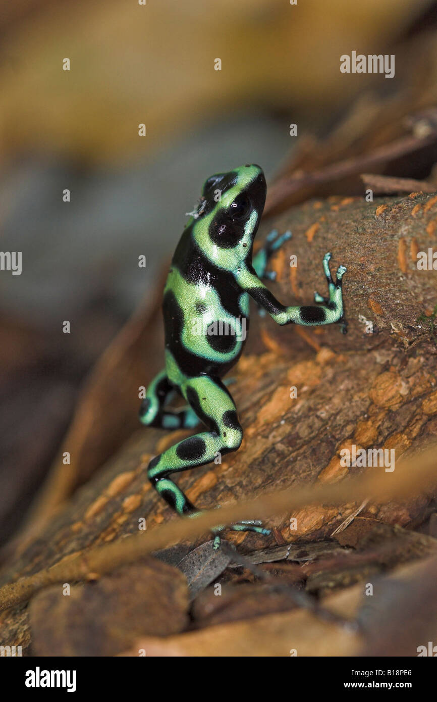 Grün und schwarz Poison Dart Frog in Costa Rica. Stockfoto