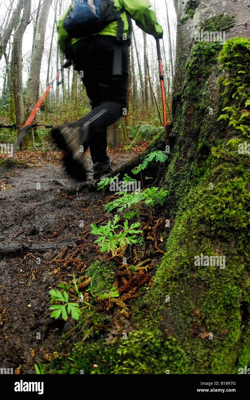 Wandern die West Canyon Trail, Pacific Spirit Regional Park, Vancouver, Britisch-Kolumbien, Kanada. Stockfoto