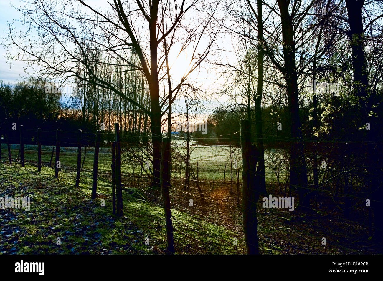 durch Bäume und Zaun aufgehende Sonne Stockfoto