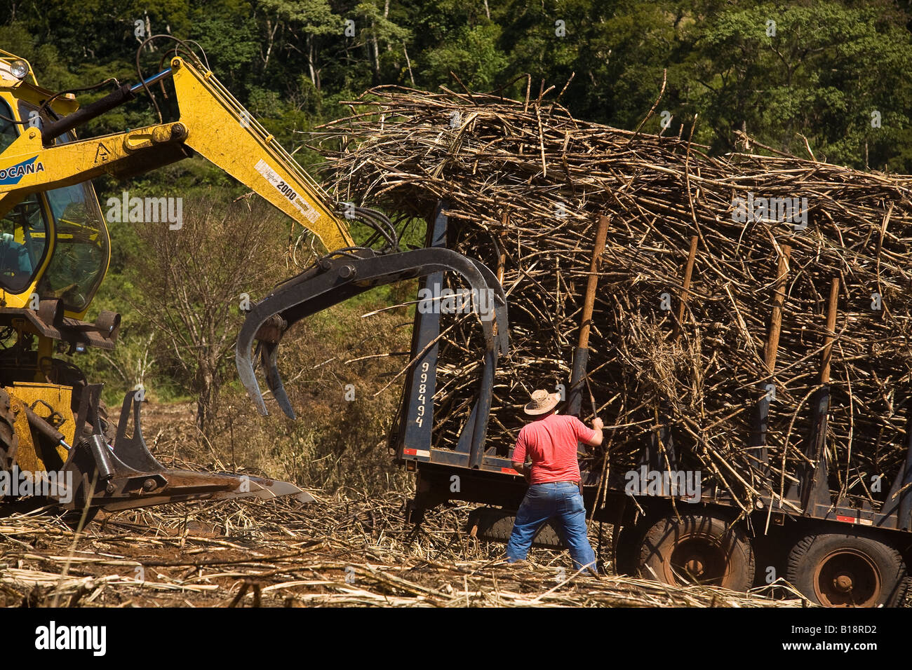 Maschinen sammelt Zuckerrohr und lädt LKW für den Transport von der Mühle zur Herstellung von Ethanol und Zucker, Brasilien. Stockfoto