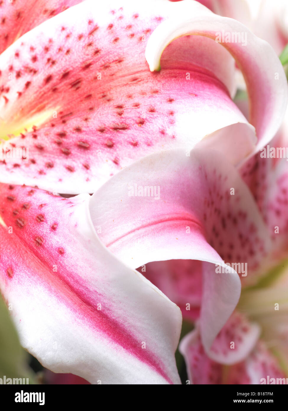 ausführlichen schließen sich von Stargazer Lily konzentrierte sich auf die rosa-weißen gefleckten und gestreiften Markierungen der Blütenblätter Stockfoto