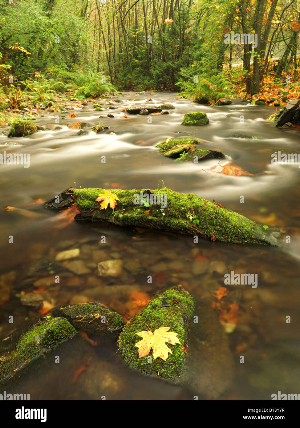 Ein Strom fließt durch den Regenwald auf Goldstream Provincial Park in der Nähe von Victoria, British Columbia, Kanada. Stockfoto