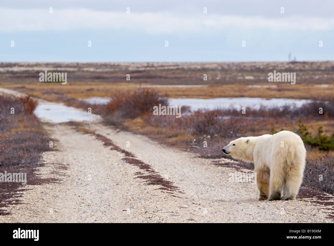 Eisbär Ursus Maritimus in der Churchill Wildlife Management Area, Hudson Bay, Churchill, Manitoba, Kanada. Stockfoto