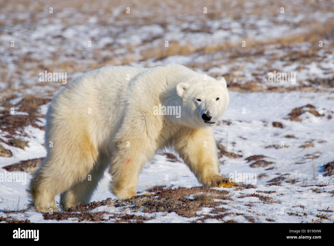 Eisbär Ursus Maritimus, in der Nähe von Camp Nanuq, Hudson Bay, Churchill, Manitoba, Kanada. Stockfoto