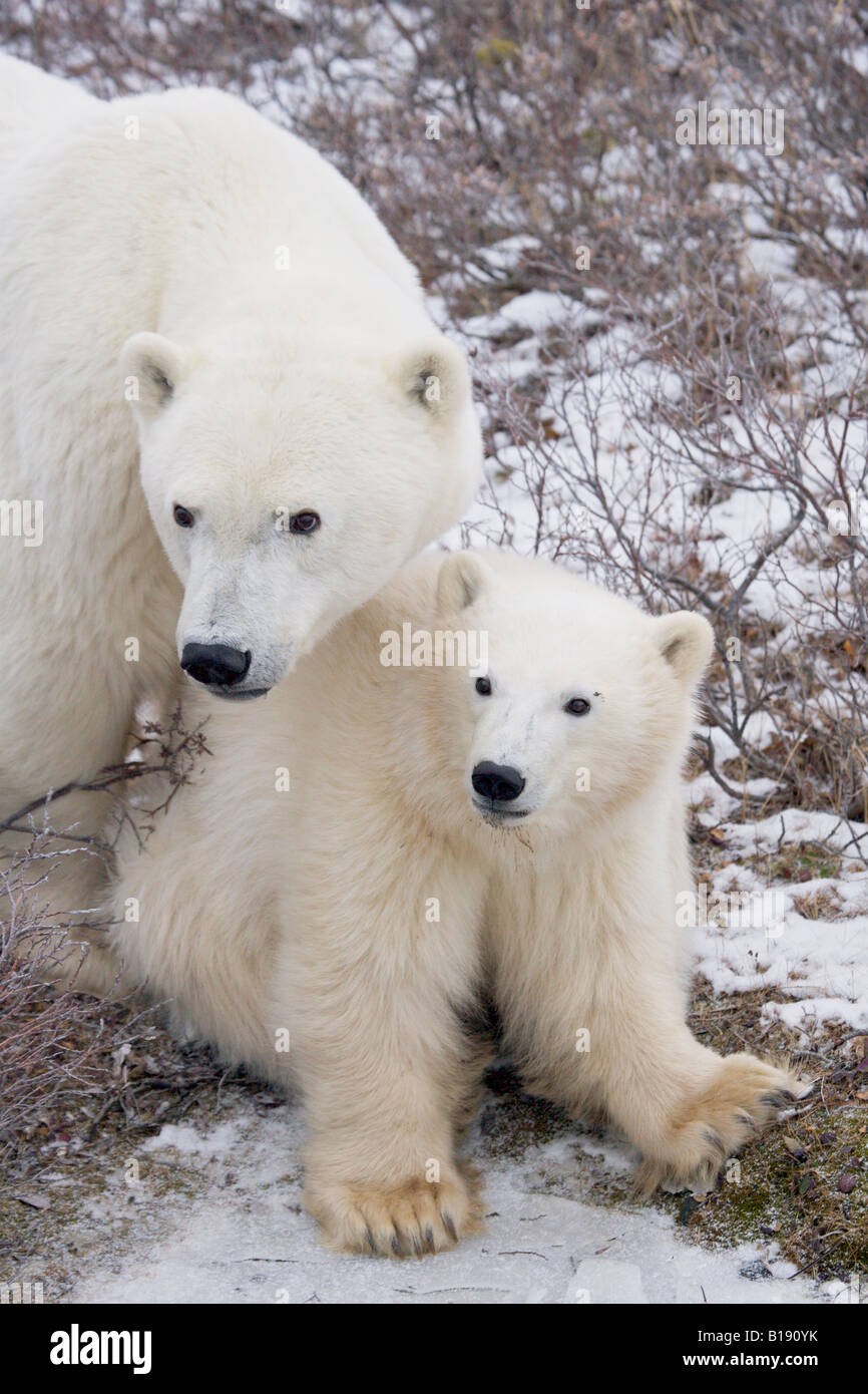 Eisbär Ursus Maritimus, Sau und Cub in der Churchill Wildlife Management Area, Hudson Bay, Churchill, Manitoba, Kanada. Stockfoto