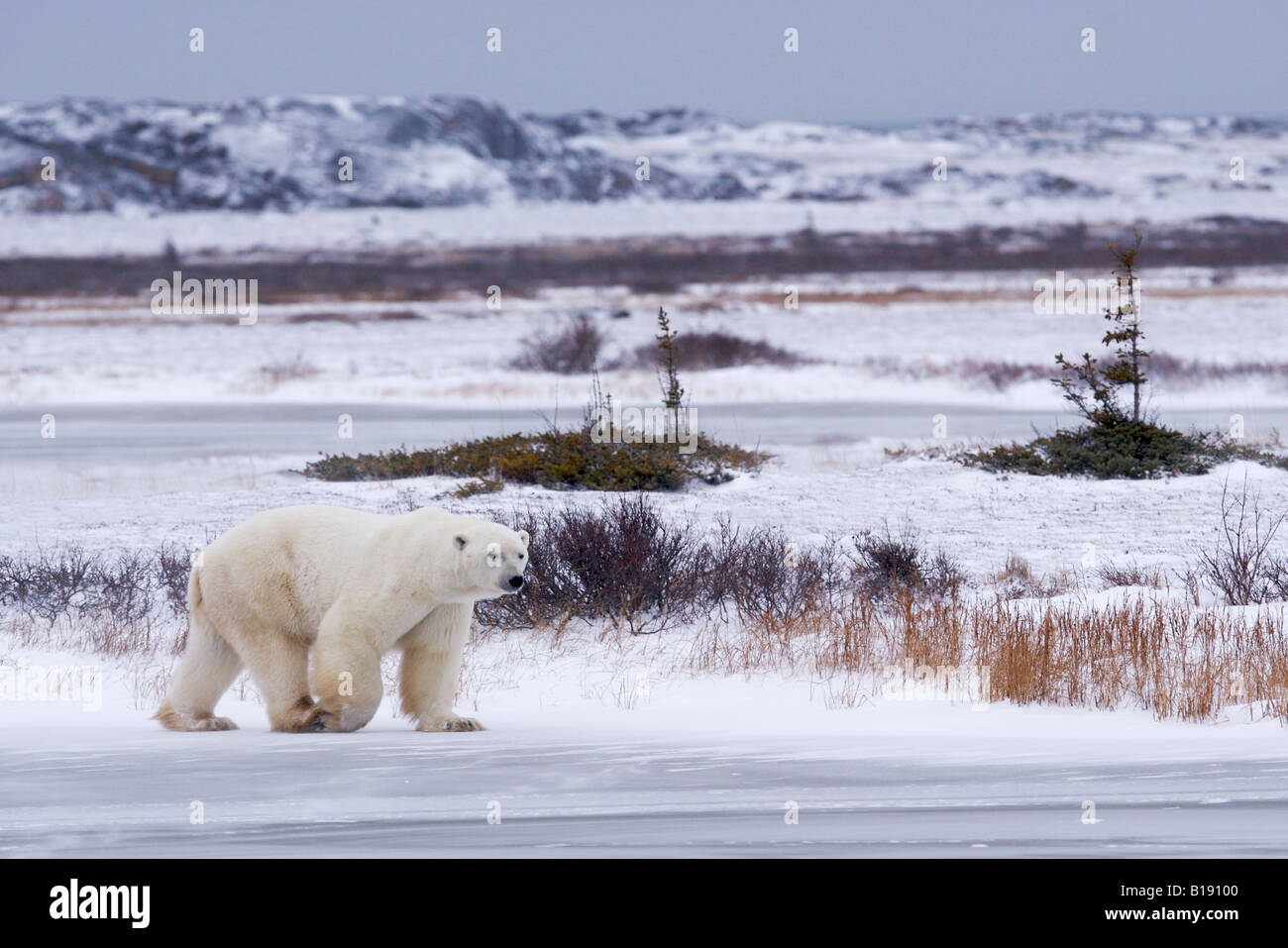 Eisbär Ursus Maritimus in der Churchill Wildlife Management Area, Hudson Bay, Churchill, Manitoba, Kanada. Stockfoto