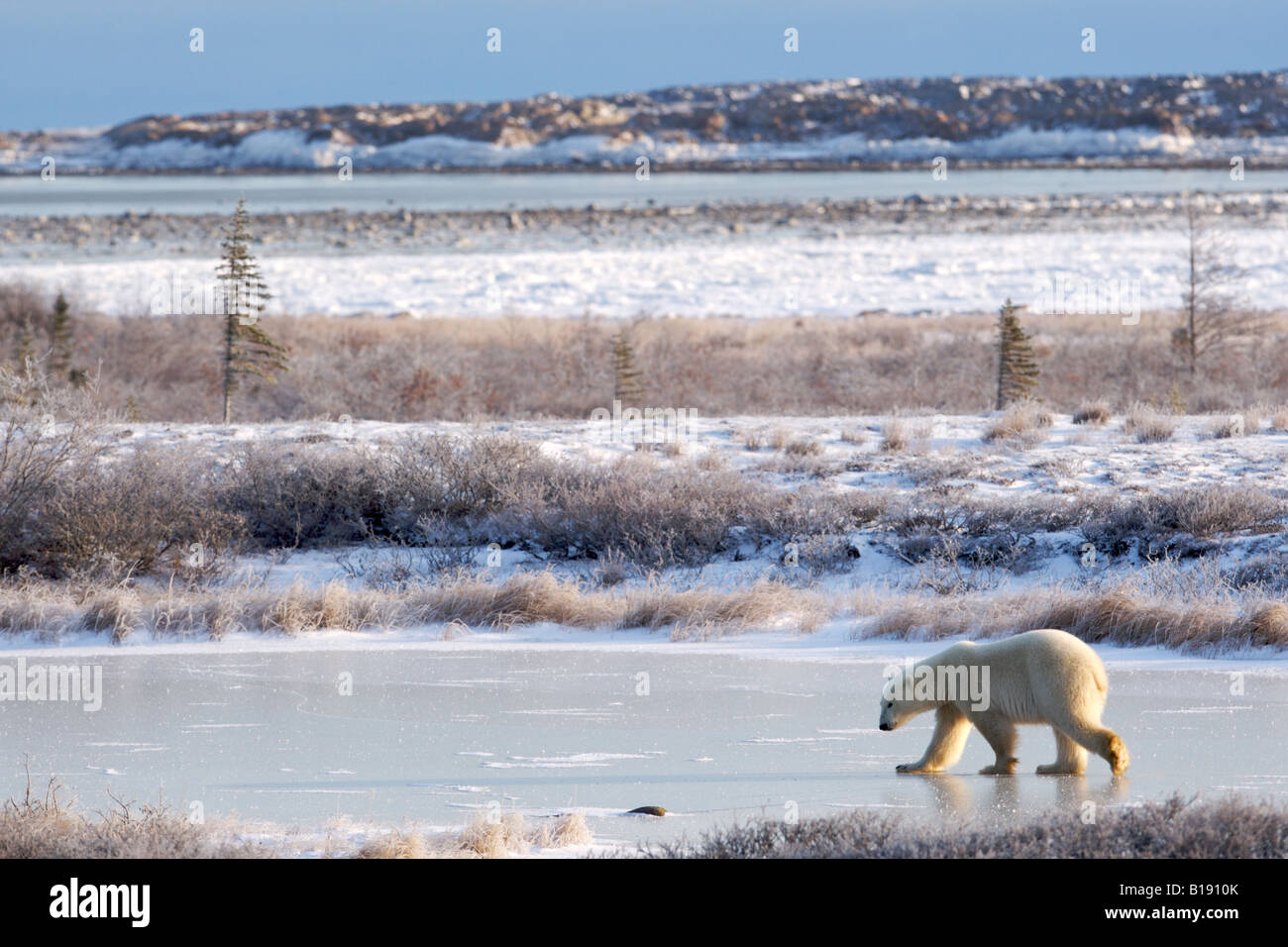 Eisbär Ursus Maritimus in der Tundra der Hudson Bay in Churchill, Manitoba, Kanada. Stockfoto