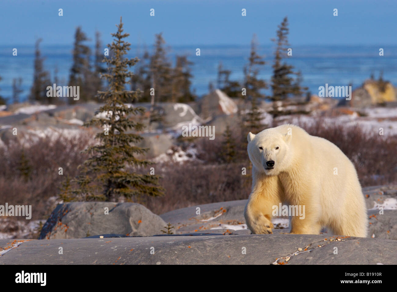 Eisbär Ursus Maritimus, in der Nähe von Hudson Bay in Churchill, Manitoba, Kanada. Stockfoto