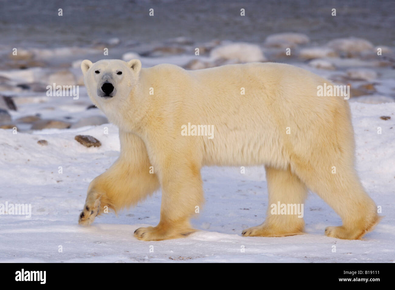 Eisbär Ursus Maritimus, an den eisigen Rändern der Hudson Bay in Churchill, Manitoba, Kanada. Stockfoto
