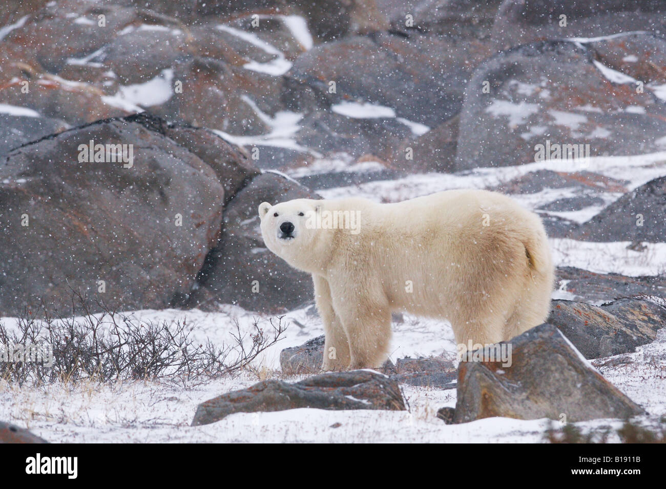 Eisbär Ursus Maritimus, Wandern in der Tundra in der Nähe der Küsten der Hudson Bay in Churchill, Manitoba, Kanada. Stockfoto