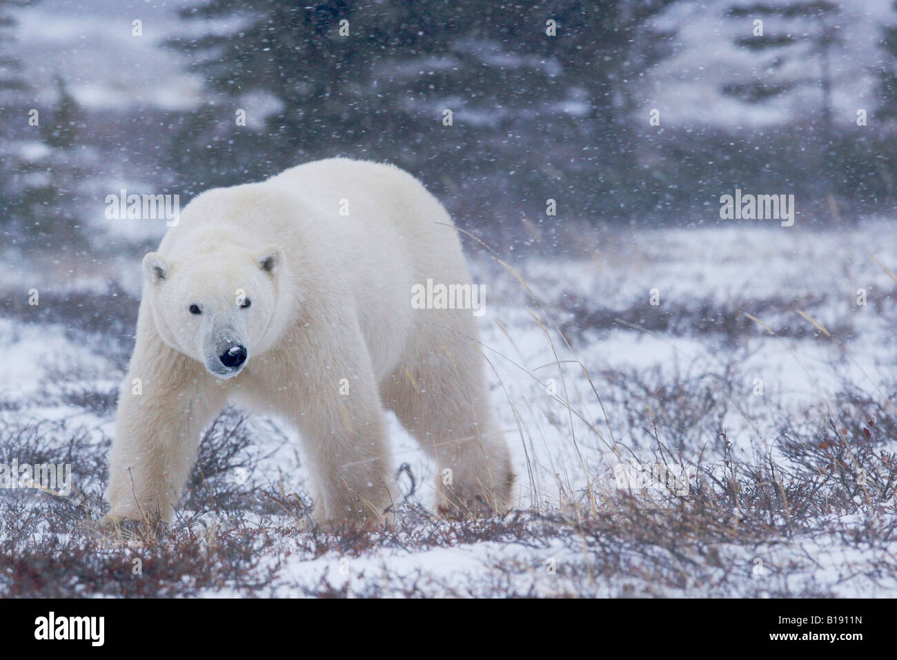 Eisbär Ursus Maritimus, Wandern in der Tundra in der Nähe der Küsten der Hudson Bay in Churchill, Manitoba, Kanada. Stockfoto